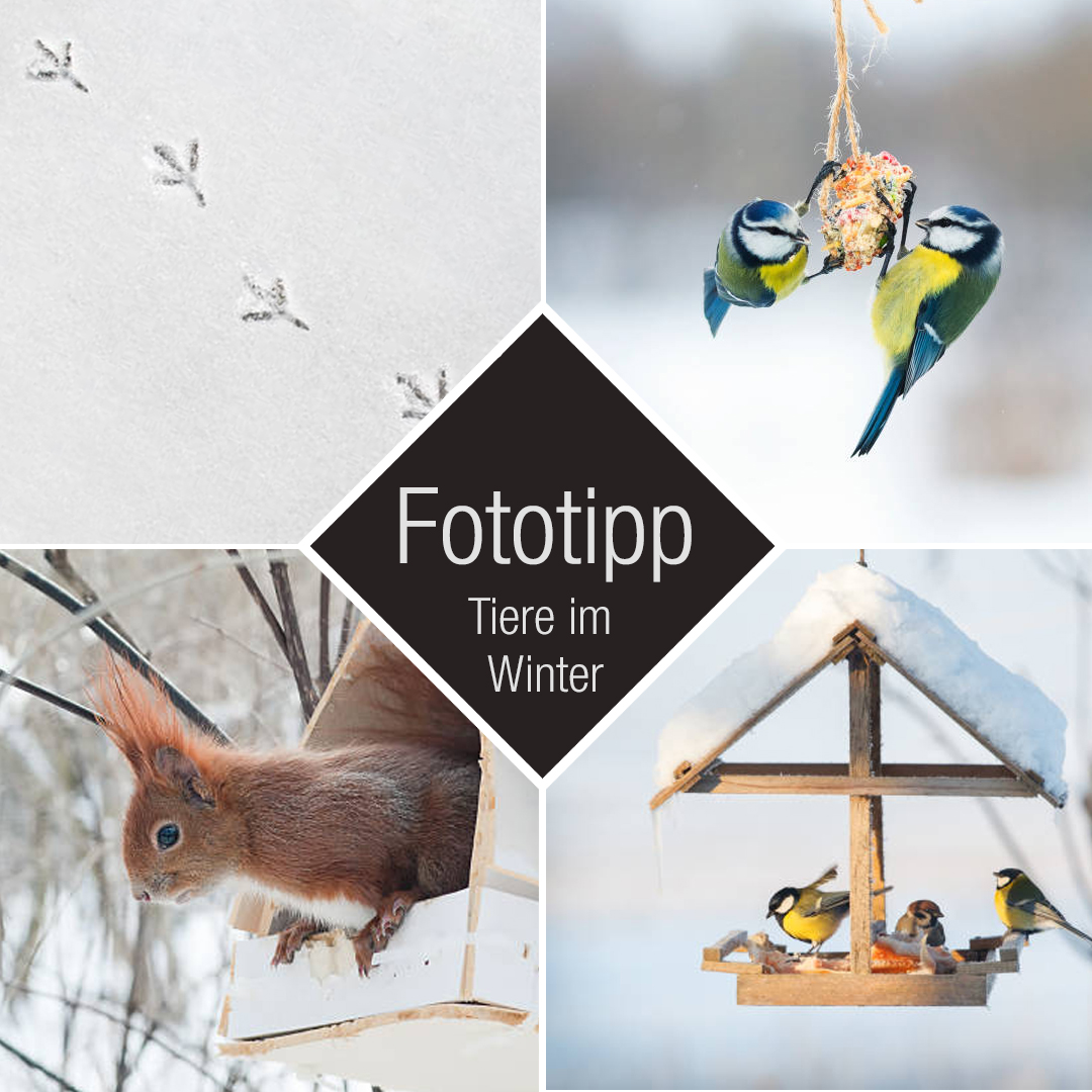 Fotografietipp Tiere im Winter