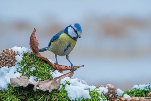Fototipp Tiere im Winter