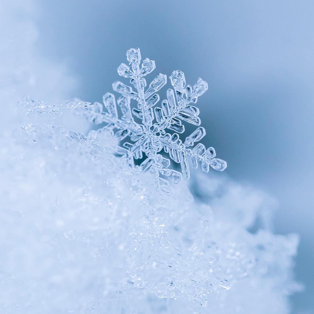 Schneeflocke Makroaufnahme