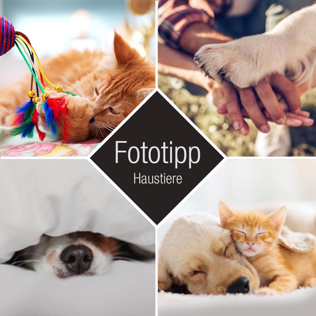 Fototipp Haustiere