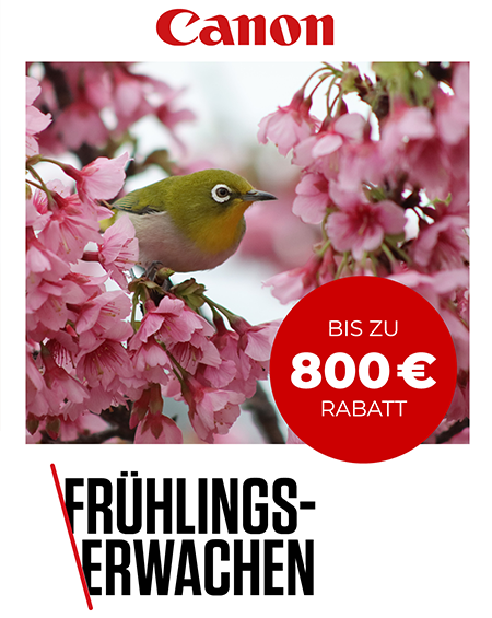 Canon Frühlingsaktion mit Vogel in blühenden Kirschblüten und Hinweis auf bis zu 800 € Rabatt
