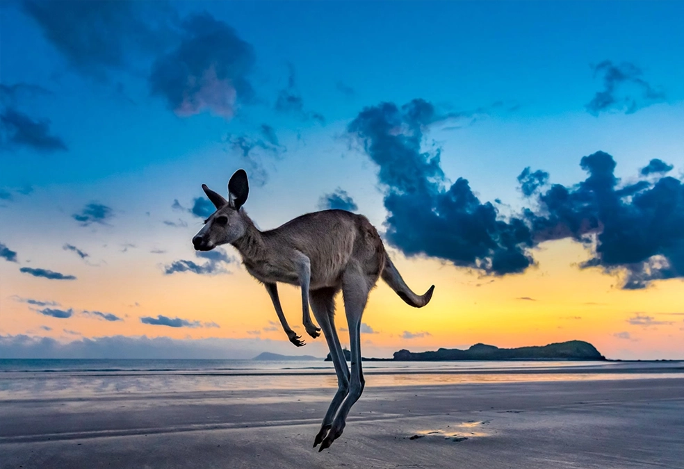 Känguru am Strand bei Sonnenuntergang in Australien – Motiv zur Live-Reportage „Australien – Ein Jahr grenzenlose Freiheit“ auf der Imaging World 2026